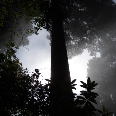 Finding Light Redwoods
